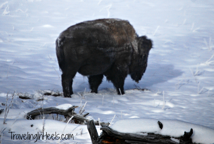 Add a winter visit to Yellowstone National Park to your Best Destinations for Travel Adventures.