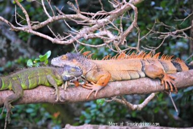 Mother Nature Calls on your Costa Rica adventures. Iguanas hanging out at Palo Verde National Park. Iguanas hanging out at Palo Verde National Park.