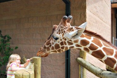 Don't miss visiting America's highest altitude zoo, the Cheyenne Mountain Zoo, where kids can feed the giraffes.
