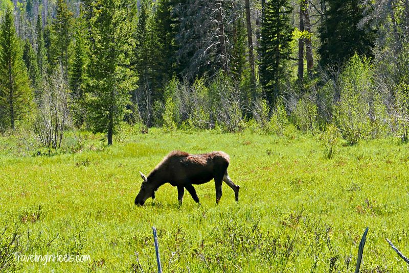 Moose and more Wildlife in Rocky Mountain National Park