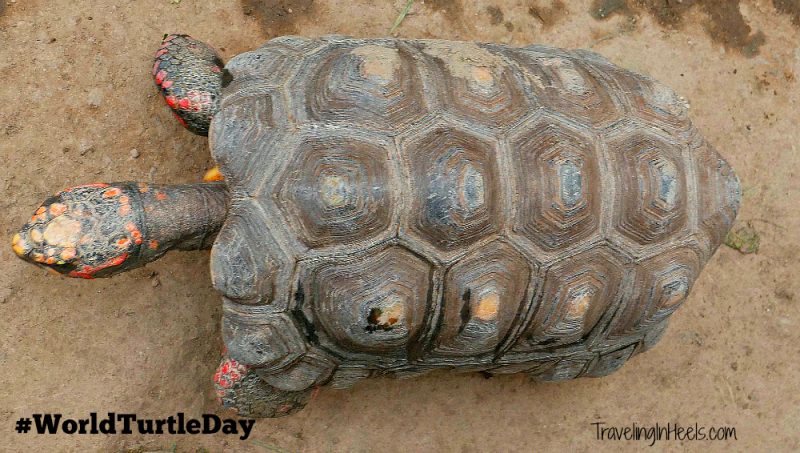 Hotels Offering Turtle Programs for World Turtle Day
