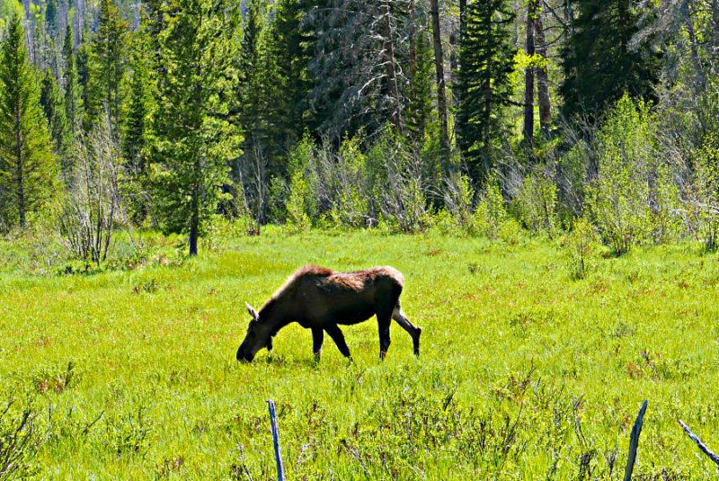 Moose spotting near the Historic Holzwarth Site on the Grand Lake side of Rocky Mountain National Park.