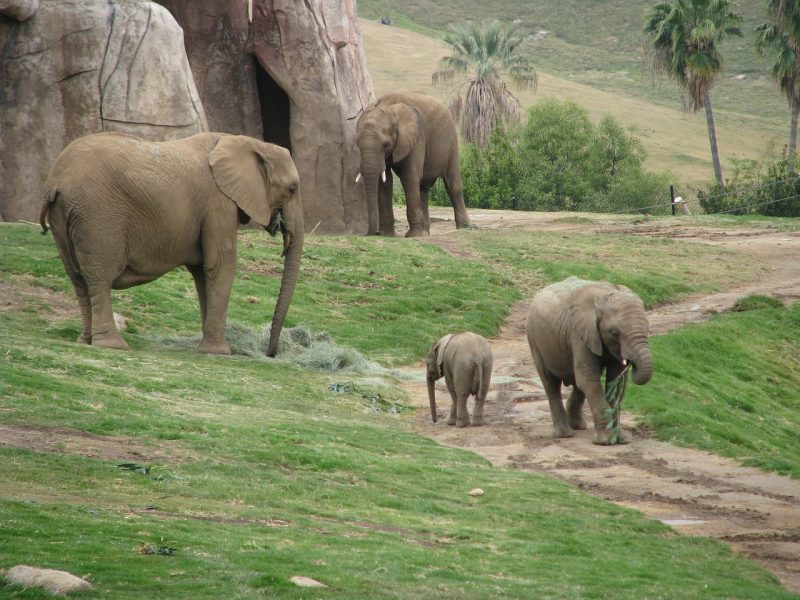 Oh my, tigers, elephants and bears -- and nearly 4,000 other animals call the San Diego Zoo home