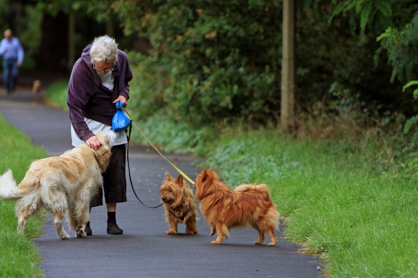 Keep active after 50 by taking your furry friends for a walk