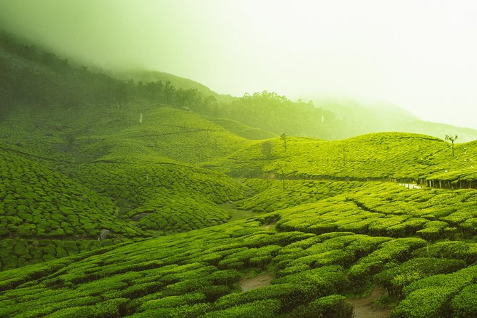 Visit the rolling hills of Munnar which are shrouded with Tea Plantations.