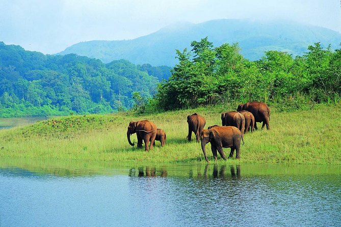 Thekkady is set in the heart of the Cardamom and Pepper Hills of Kerala; this is where the Periyar National Park and Tiger Reserve.