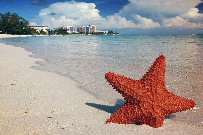 the-bahamas-ocean-starfish