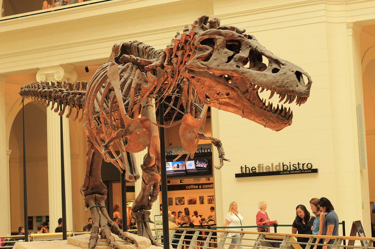 Visit Sue the Dinosaur at Chicago's Field Museum.
