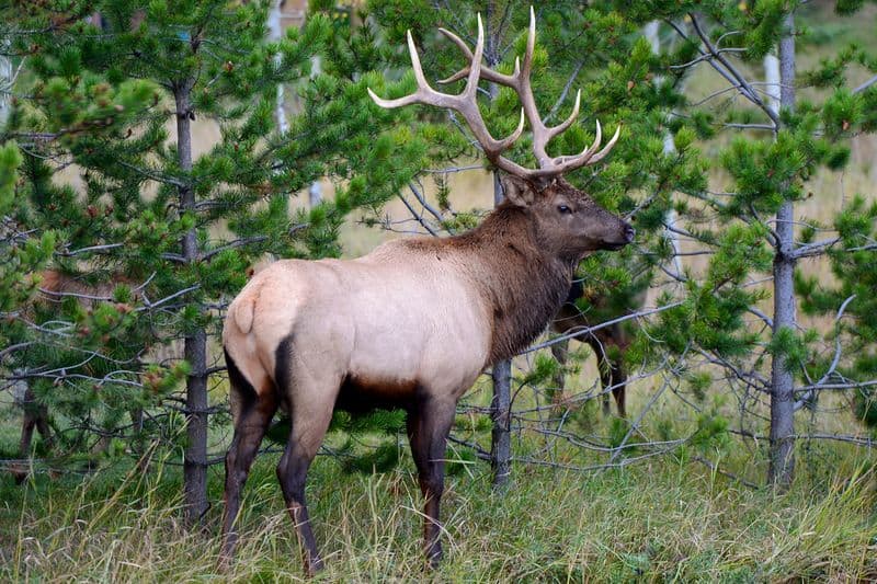 wild elk spend their lives roaming