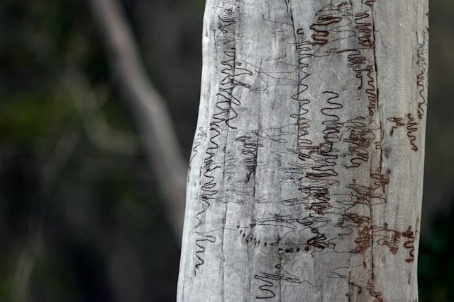 Sydney Australia Ku-Ring-Gai Chase NSW